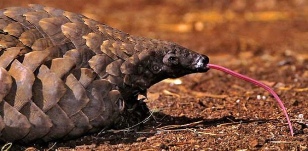 a pangolin with its tongue out
