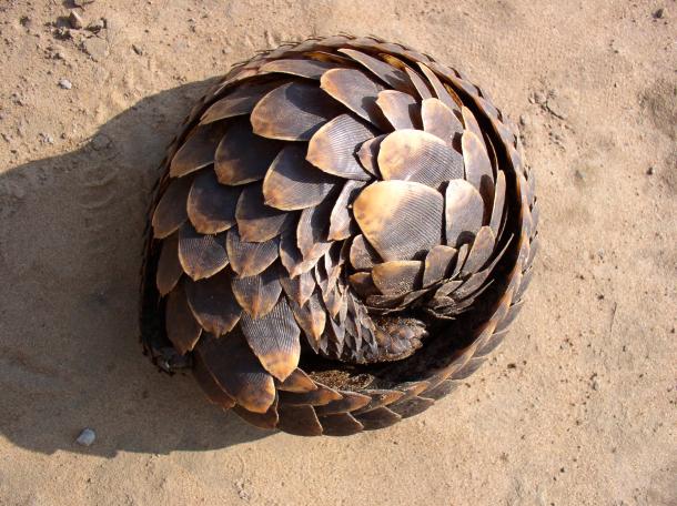 a rolled up pangolin